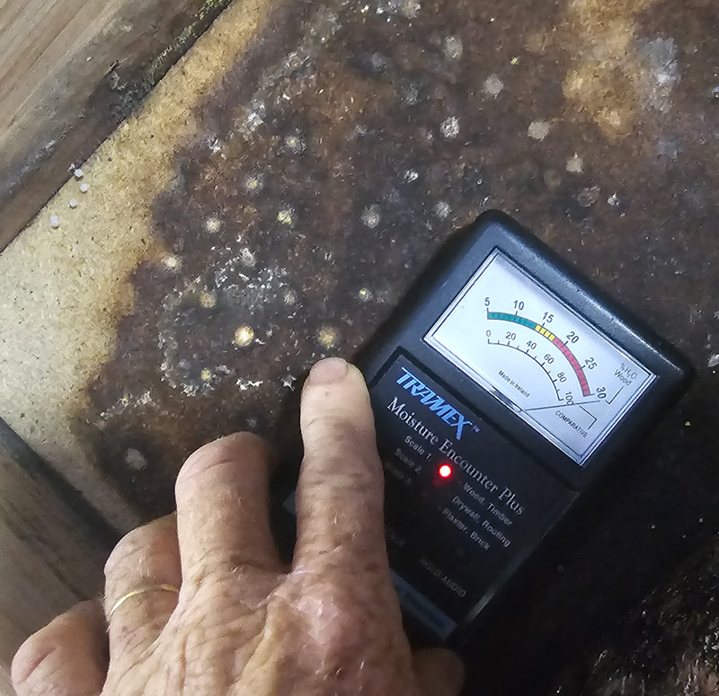 Moisture meter detecting damp problems during Hobart building inspection